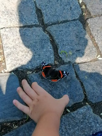 Téléchargez les photos : "Le garçon essaie d'attraper un papillon avec sa main" - en image libre de droit