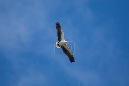 Téléchargez les photos : "White-bellied sea eagle flying in the air." - en image libre de droit