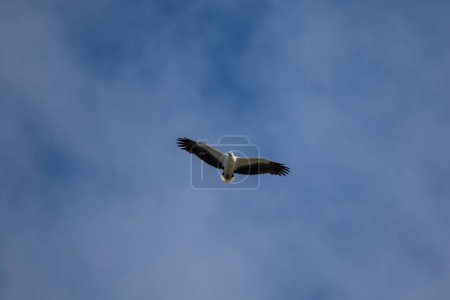 Téléchargez les photos : "White-bellied sea eagle flying in the air." - en image libre de droit