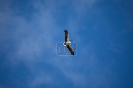 Téléchargez les photos : "Aigle marin à ventre blanc volant dans les airs." - en image libre de droit