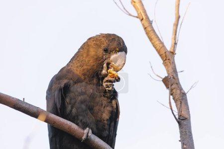 Foto de "A Male Glossy black cockatoo feeding on allocasuarina diminuta" - Imagen libre de derechos