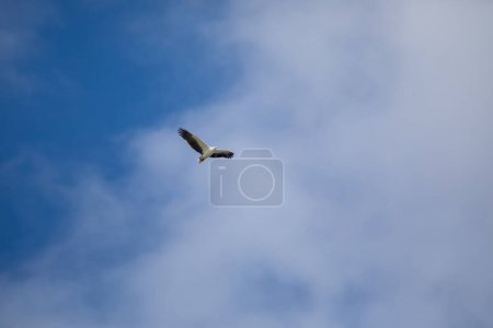 Photo for "White-bellied sea eagle flying in the air." - Royalty Free Image