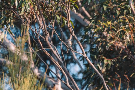 Téléchargez les photos : "Kingfisher sacré Perché dans un arbre NSW" - en image libre de droit