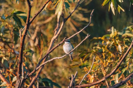 Photo for "Sacred Kingfisher Perched in a Tree NSW" - Royalty Free Image