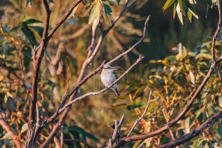 Photo for "Sacred Kingfisher Perched in a Tree NSW" - Royalty Free Image