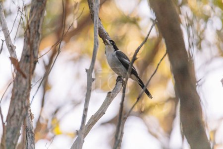Téléchargez les photos : "Australian Grey Butcherbird reposant sur une branche" - en image libre de droit