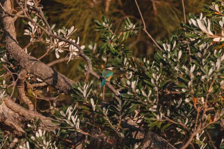 Téléchargez les photos : "Sacred Kingfisher Perched in a Tree NSW" - en image libre de droit