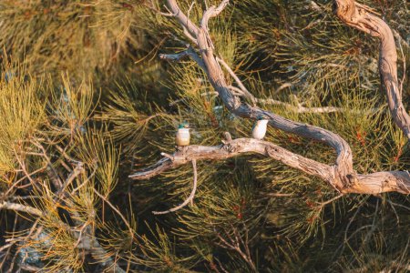 Foto de "Two Sacred Kingfisher Perched in a Tree" - Imagen libre de derechos