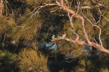 Photo for "Two Sacred Kingfisher Perched in a Tree" - Royalty Free Image