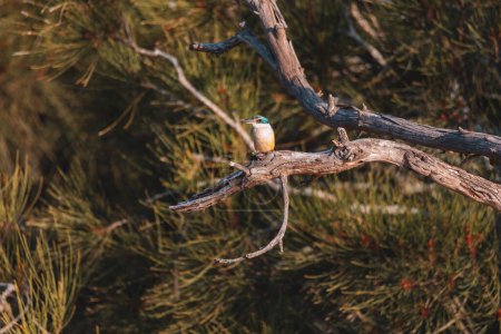 Foto de "Sacred Kingfisher Perched in a Tree NSW" - Imagen libre de derechos