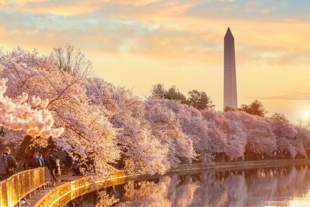 Photo for "Washington Monument during the Cherry Blossom Festival. Washington, D.C." - Royalty Free Image