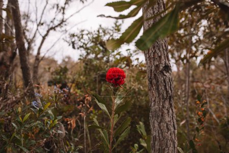 Foto de "Australian native red and magenta Waratah flower. Flower head." - Imagen libre de derechos