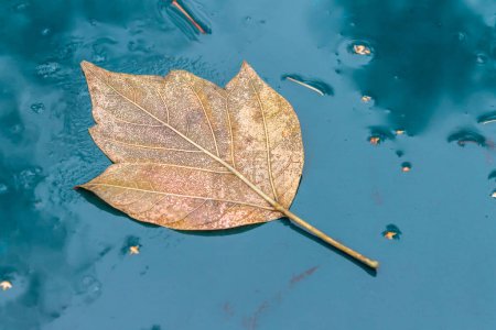Foto de "Una hoja caída seca del otoño miente en una superficie mojada" - Imagen libre de derechos