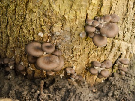 Foto de "oyster mushrooms grew on the tree" - Imagen libre de derechos