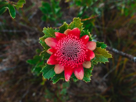 Foto de "Australian native red and magenta Waratah flower. Flower head." - Imagen libre de derechos