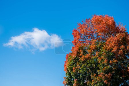 Téléchargez les photos : "Arbre d'automne coloré avec des feuilles orange vif contre un ciel bleu" - en image libre de droit