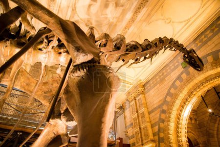 Foto de "Esqueleto de dinosaurio de cuello largo en el Museo de Historia Natural de Londres." - Imagen libre de derechos