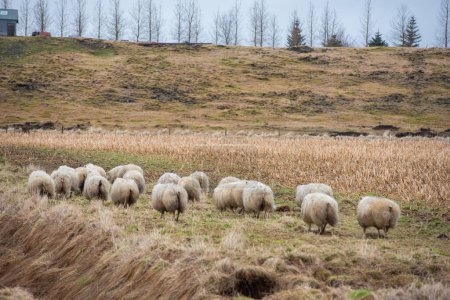 Téléchargez les photos : "A herd of sheep running away on a beautiful Iceland farm" - en image libre de droit