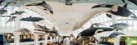 Téléchargez les photos : "Panorama des orques, des dauphins et de la vie marine au musée d'histoire naturelle de Londres." - en image libre de droit