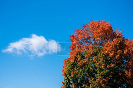 Téléchargez les photos : "Arbre d'automne coloré avec des feuilles orange vif contre un ciel bleu" - en image libre de droit