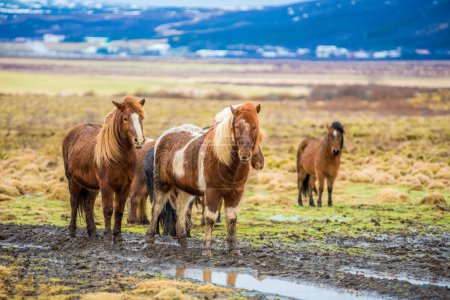 Téléchargez les photos : "Chevaux islandais collent ensemble dans le pâturage herbeux pour la chaleur avec des montagnes bleues vibrantes et des nuages en arrière-plan." - en image libre de droit