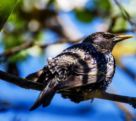 Téléchargez les photos : Bel oiseau dans un habitat naturel - en image libre de droit