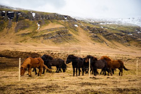 Foto de Manada de caballos islandeses negros y marrones se mantienen unidos en condiciones de invierno con cordillera en el fondo vibrantes capas de textura de colores verde terreno negro - Imagen libre de derechos