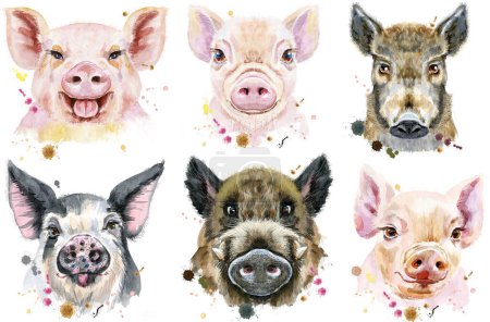 Téléchargez les photos : Ensemble de porcs et sangliers portrait aquarelle - en image libre de droit