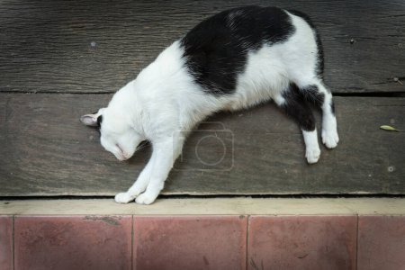 Photo for Nice close up view of Sleeping cat - Royalty Free Image
