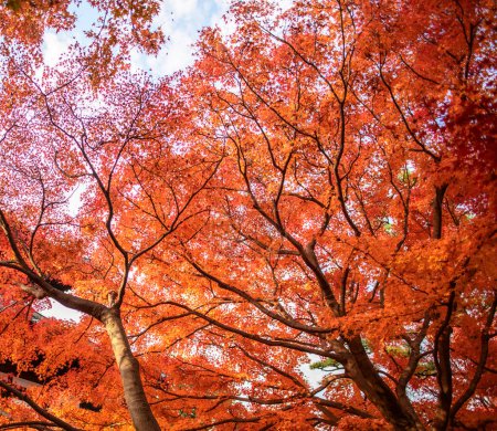 Foto de Árboles amarillos en el parque de otoño Nara, Japón - Imagen libre de derechos