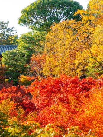 Photo for Yellow trees in autumn park Nara, Japan - Royalty Free Image