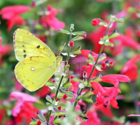 Foto de Primer plano de hermosa mariposa en la naturaleza - Imagen libre de derechos