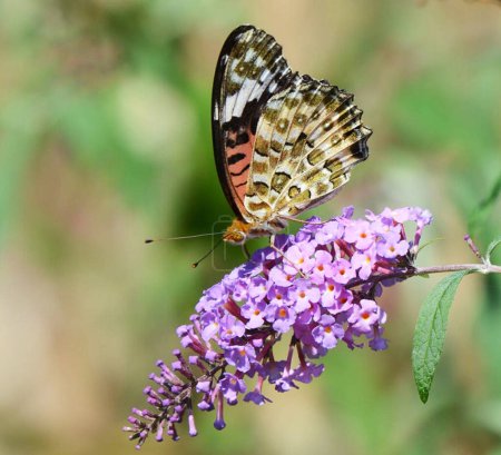 Foto de Primer plano de hermosa mariposa en la naturaleza - Imagen libre de derechos