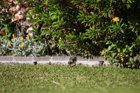 Téléchargez les photos : Baby Masked Lapwing chick walking on green grass - en image libre de droit