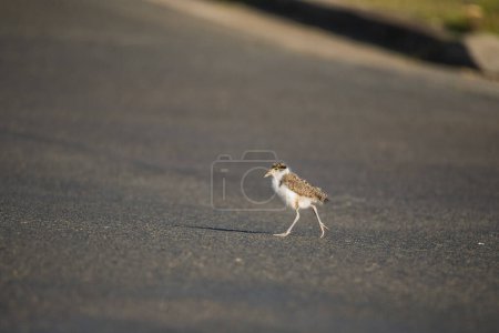 Téléchargez les photos : Baby Masked Lapwing chick walking on green grass. - en image libre de droit