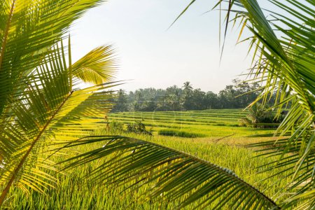 Photo for Rice field in Bali - Royalty Free Image