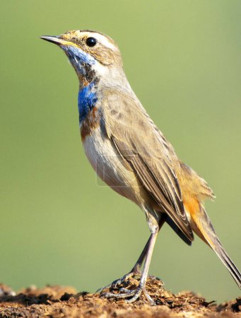 Téléchargez les photos : Portrait d'un bel oiseau dans un habitat naturel, photographie animalière - en image libre de droit
