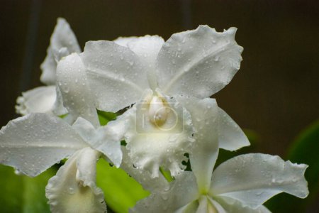 Foto de Orquídeas blancas floreciendo, flores pétalos - Imagen libre de derechos