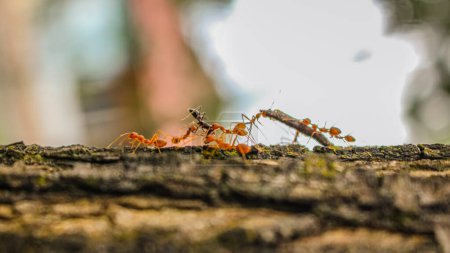 Photo for Red ants attack their prey - Royalty Free Image