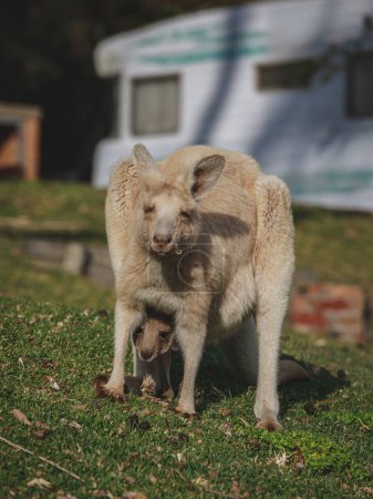 Téléchargez les photos : Kangourou blanc pâturage avec son joey. - en image libre de droit