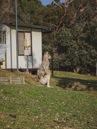 Foto de White kangaroo grazing with her joey. - Imagen libre de derechos