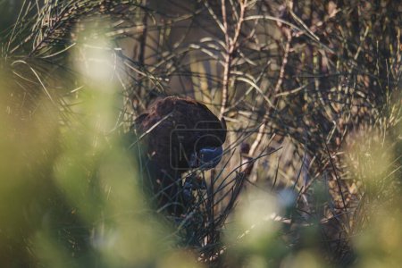 Glänzend schwarzer Kakadu, Ulladulla, NSW, Australien