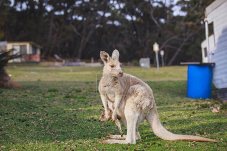 Téléchargez les photos : White kangaroo grazing with her joey. - en image libre de droit