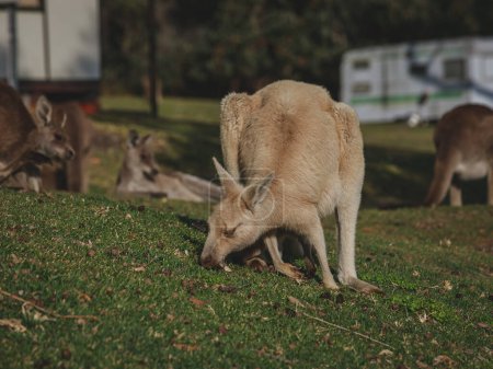 Téléchargez les photos : Kangourou blanc pâturage avec son joey. - en image libre de droit