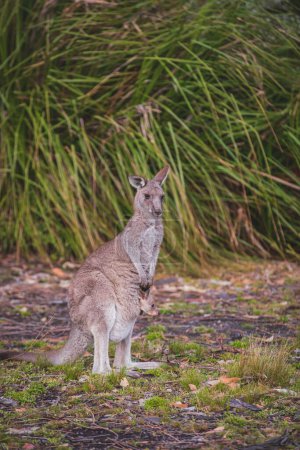 Photo pour "Femme gris oriental kangourou avec son Joey" - image libre de droit