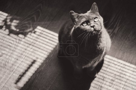 Photo for A gray cat of British or Scottish breed lies on the bed - Royalty Free Image