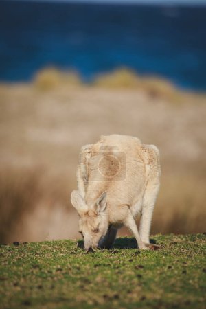 Photo for White Eastern Grey kangaroo at a caravan park - Royalty Free Image