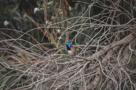 Photo for Variegated Fairy Wren male bird - Royalty Free Image
