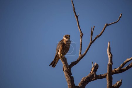 Photo for Australian Hobby perched in a tree. - Royalty Free Image