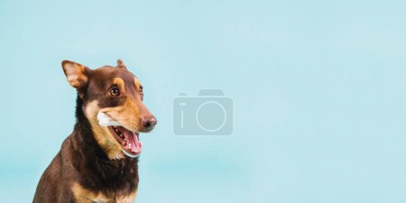Téléchargez les photos : "chien avec os. Photo de haute qualité" - en image libre de droit